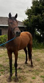 mooie draver merrie 3 j bereden en voor de koets 1.55 m, Dieren en Toebehoren, Minder dan 160 cm, Zadelmak, 3 tot 6 jaar, Recreatiepaard