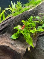 Rode garnalen, Poisson, Poisson d'eau douce, Banc de poissons