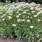 Leucantheum of Margriet, Tuin en Terras, Planten | Tuinplanten, Ophalen, Vaste plant