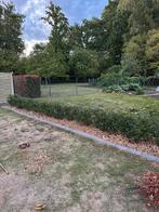 Portugese Laurier met kluit, Tuin en Terras, Planten | Struiken en Hagen, Ophalen, Laurier, Haag