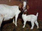 Boergeit mieke met lammeren en met stamboek, Plusieurs animaux, Chèvre, 0 à 2 ans