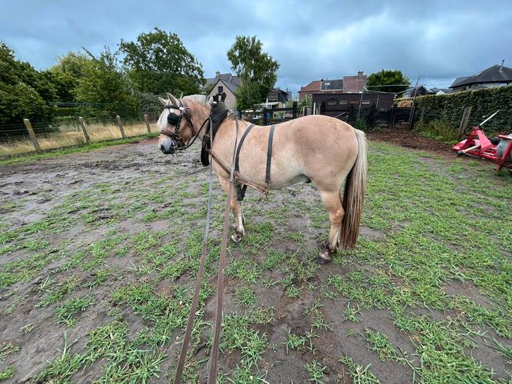 fjorden ruin, Dieren en Toebehoren, Paarden, Ruin