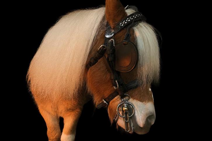 Shetland pony 7 jaar, Animaux & Accessoires, Chevaux & Poneys | Produits de soin, Neuf, Enlèvement