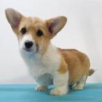 Welsh Corgi - pups te koop, Dieren en Toebehoren, 15 weken tot 1 jaar, Buitenland, CDV (hondenziekte), Meerdere