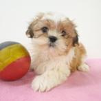 Lhasa Apso pups te koop (Belgisch), Dieren en Toebehoren, België, CDV (hondenziekte), 8 tot 15 weken, Meerdere