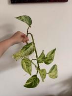 Pothos marble queen stek, Ophalen