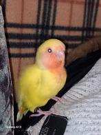 Tamme vogel, Dieren en Toebehoren