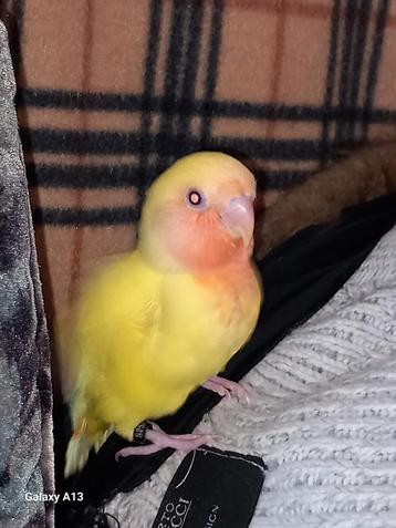 Tamme vogel beschikbaar voor biedingen