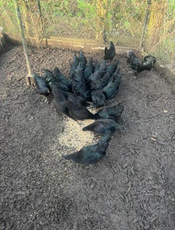 Ayam cemani broedeieren beschikbaar voor biedingen