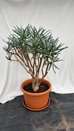 Aloë ‘boompje’, Ophalen, 100 tot 150 cm, Overige soorten, Halfschaduw