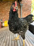 barnevelder zilver zwart gezoome, Dieren en Toebehoren, Pluimvee, Mannelijk, Kip