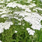 Achillea millefolium 'Schneetaler' - Duizendblad, Volle zon, Vaste plant, Zomer, Ophalen