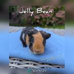 Vrolijk baby cavia beertje - Jelly Bean - adoptie, Dieren en Toebehoren, Mannelijk, Cavia, Tam