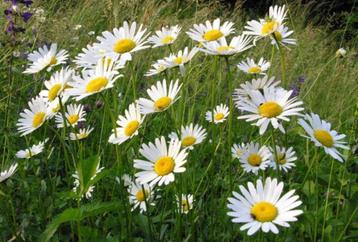 stekjes van witte margriet/Leucanthemum beschikbaar voor biedingen