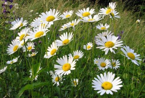 stekjes van witte margriet/Leucanthemum, Tuin en Terras, Planten | Tuinplanten, Halfschaduw, Ophalen