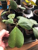 Hoya Kerrii, Huis en Inrichting, Kamerplanten, Ophalen