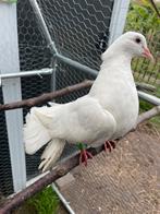 Pauwstaarten, Dieren en Toebehoren, Vogels | Duiven, Geslacht onbekend, Overige soorten