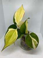 Philodendron Scandens Cream Splash, Ophalen of Verzenden