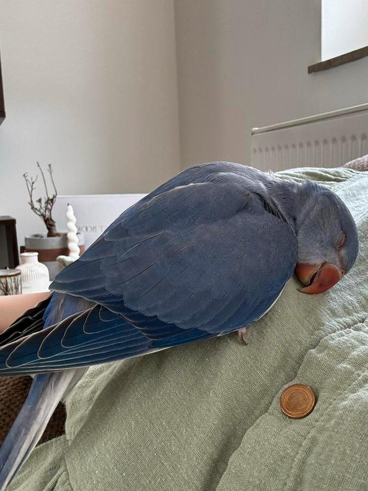 HandTamme lieve halsbandparkiet, Dieren en Toebehoren, Vogels | Parkieten en Papegaaien, Papegaai, Mannelijk, Pratend, Tam, Geringd