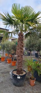 Palmboom Trachycarpus Fortunei - Winterhard, Tuin en Terras, Planten | Bomen, Ophalen, Palmboom