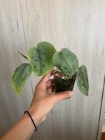 Scindapsus tattoo, Huis en Inrichting, Overige soorten, In pot, Minder dan 100 cm, Groene kamerplant