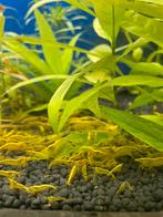Yellow backline (gele garnalen) aquarium, Animaux & Accessoires, Poissons | Poissons d'aquarium, Homard, Crabe ou Crevette, Poisson d'eau douce
