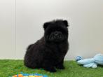 Chow Chow pups, België, Overige rassen, 8 tot 15 weken, Meerdere