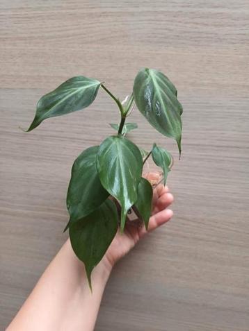 Philodendron camposportuanum  beschikbaar voor biedingen