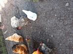 legkippen, Dieren en Toebehoren