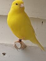 kanaries geel en ivoor, Dieren en Toebehoren, Zangkanarie