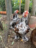 2 jonge cochin hanen, Kip