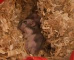 Hamster nain, Animaux & Accessoires, Rongeurs, Hamster