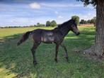 Valk merrieveulen, Dieren en Toebehoren, Paarden, Merrie, Gechipt, 0 tot 2 jaar