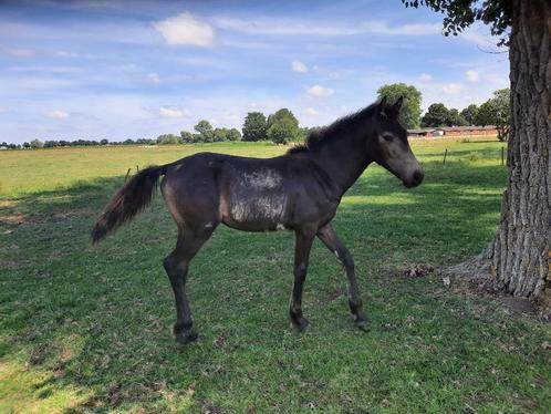 Valk merrieveulen, Dieren en Toebehoren, Paarden, Merrie, 0 tot 2 jaar, Gechipt