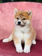 De magnifiques chiots Shiba Inu, nés ici, prêts à partir !, Plusieurs, Parvovirose, Chien de traîneau, Belgique