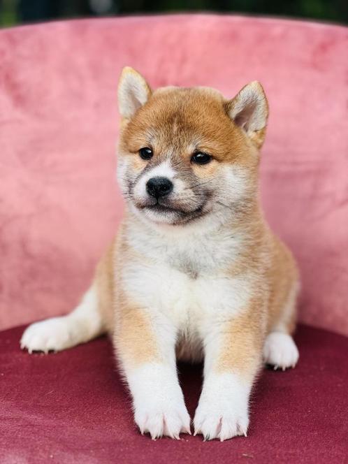 De magnifiques chiots Shiba Inu, nés ici, prêts à partir !, Animaux & Accessoires, Chiens | Huskys, Loulous & Types primitifs