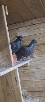 Hongaarse vogels te koop, Dieren en Toebehoren