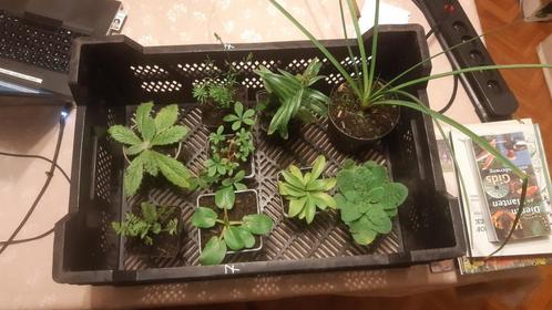 Vaste planten, Tuin en Terras, Planten | Tuinplanten, Ophalen