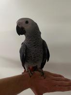 Grijze roodstaart super tam super lief, Dieren en Toebehoren, Vogels | Parkieten en Papegaaien, Vrouwelijk, Papegaai, Tam