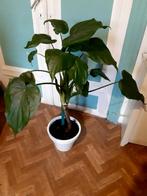 Grand plante monstera en parfaite santé, Enlèvement