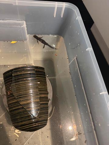 alpenwatersalamander beschikbaar voor biedingen
