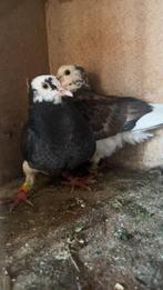 Jonge duiven, Animaux & Accessoires, Oiseaux | Pigeons