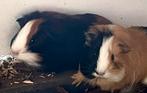 2 cavia beertjes, Juni, Mannelijk, Cavia