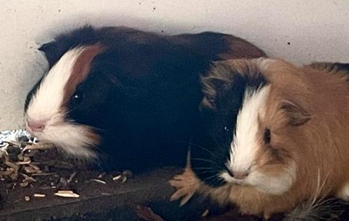2 cavia beertjes, Dieren en Toebehoren, Knaagdieren, Mannelijk, Cavia, Juni