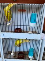 Pruimkoppen, Dieren en Toebehoren, Vogels | Parkieten en Papegaaien