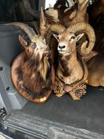Taxidermie te koop, Ophalen of Verzenden