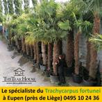 Trachycarpus fortunei palmbomen, Tuin en Terras, Planten | Tuinplanten, Ophalen of Verzenden