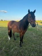 Super braaf merrie C pony, Dieren en Toebehoren, Minder dan 160 cm, B, 11 jaar of ouder, Recreatiepaard