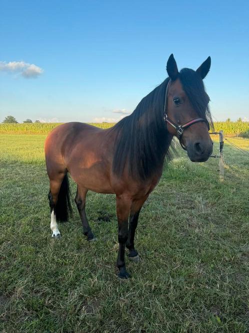 Super braaf merrie C pony, Dieren en Toebehoren, Paarden, Merrie, B, Minder dan 160 cm, 11 jaar of ouder, Recreatiepaard, Gechipt
