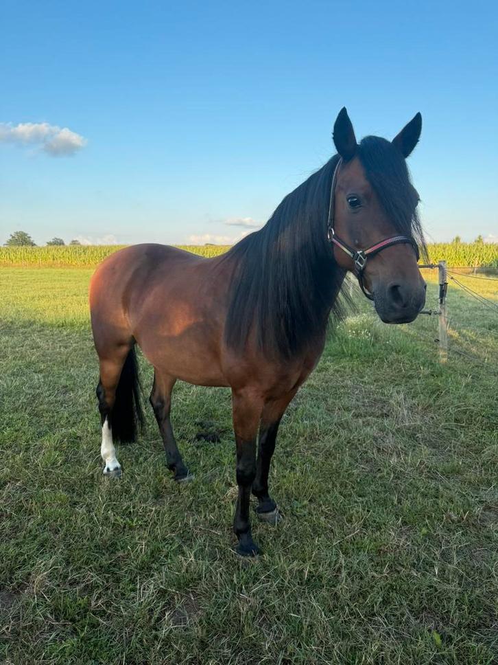 Super braaf merrie C pony, Dieren en Toebehoren, Paarden, Merrie, B, Minder dan 160 cm, 11 jaar of ouder, Recreatiepaard, Gechipt
